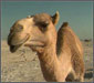 camel.jpg
